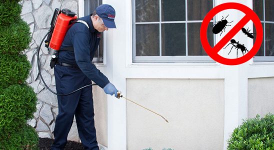 Eynesil Kemirgen İlaçlama böcek ilaçlama ve haşere kontrolü — ilaclama-tr.com
